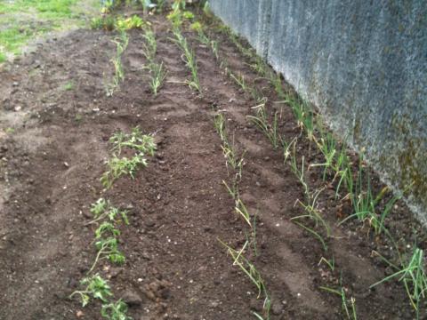 Ora cá estão os tomateiros plantados, esperemos que o frio não os estrague!